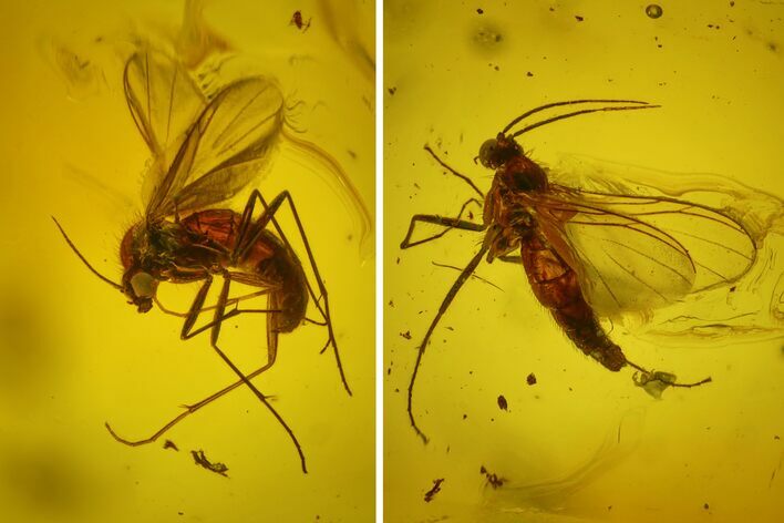 Two Detailed Fossil Flies (Diptera) In Baltic Amber #173641